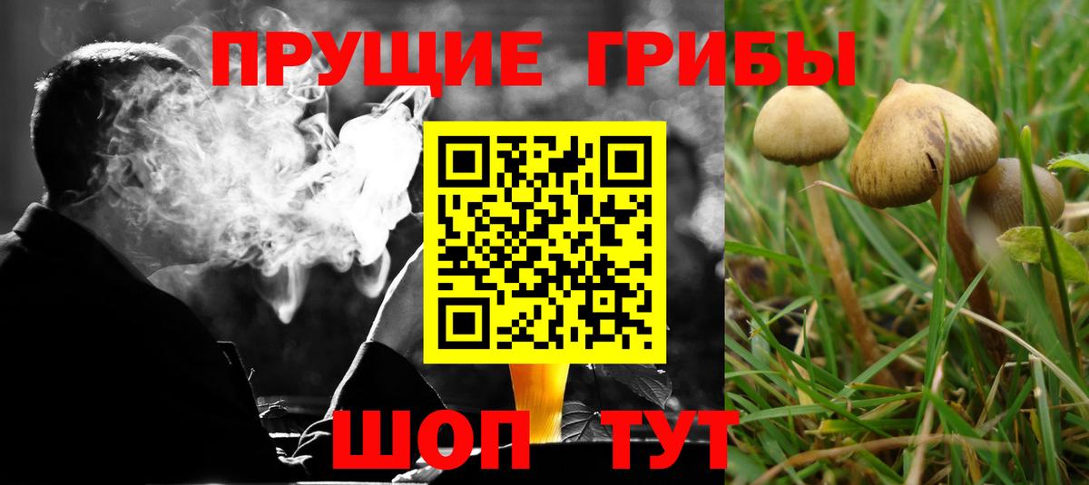 Калуга  Галлюциногенные грибы Psilocybine cubensis  Вход с VPN 